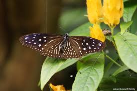 The cameron highlands butterfly farm is one of the more popular attractions in the area. Cameron Highlands Butterfly Farm Adventures With Family