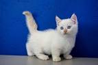 Munchkin Kittens for Sale - Cats, Kittens, and Cat Breeders