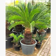 Image result for Cycas