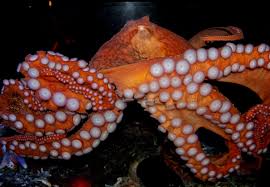 Check spelling or type a new query. Giant Pacific Octopus Facts Habitat Diet Life Cycle Baby Pictures