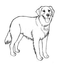 Golden Retriever Coloring Pages Golden Retriever Drawing Dog Coloring Page Puppy Coloring Pages