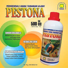 Hasil gambar untuk hama pada budidaya mangga