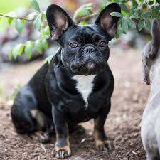 Most fruits and vegetables are ok for pets, but what wondering what dog food to feed your french bulldog? Salmon Oil Vs Coconut Oil For French Bulldogs French Bulldogs And More