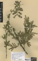Image result for Acacia exuvialis