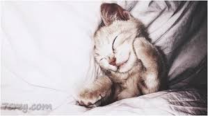 صور حيوانات جميلة خلفيات حيوانات كيوت رمزيات حيوانات رائعة موقع حصري cute animals cute cats animals