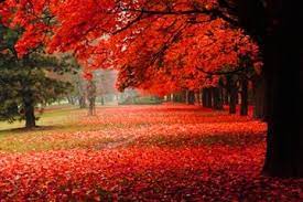 The autumn blaze maple tree is a hybrid of the red maple tree and the silver maple tree, both native to north america. Plant These Seedless Maples Without Helicopter Seeds Davey Blog