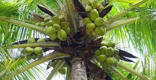 Types Of Coconuts Green Brown White And More Coconut Varieties Coconut Varieties Coconut Benefits Of Coconut Oil