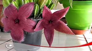 Desabrochar De Uma Flor Stapelia Hirsuta Cacto Estrela Do Mar Youtube
