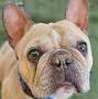 French Bulldog adoption from www.chewy.com