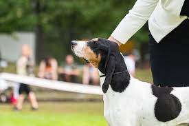 Image result for jurský honič