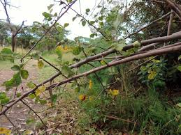 Image result for Commiphora africana