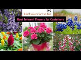 The dog days of summer can take the fire out of your garden, fading brilliant colors and leaving lush, healthy foliage looking dull and. 22 Best Heat Tolerant Flowers For Full Sun Youtube