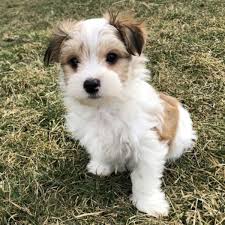 A crossbreed between the maltese and the yorkshire terrier, the morkie, also affectionately known as the yorktese or morkshire terrier was first bred in the 1990's here in the united states as a designer puppy. 1 Morkie Puppies For Sale By Uptown Puppies