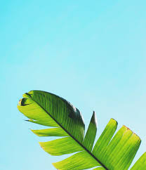 Madison Davis On Instagram Be Cool Don T Be All Like Uncool Nature Pictures Instagram Plant Leaves