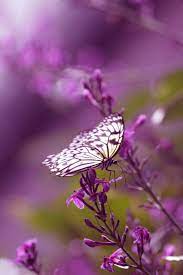Purple Butterfly Mariposa Purpura Flores Bonitas Flores Purpura