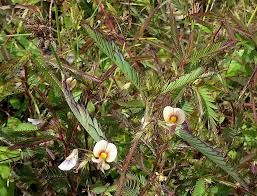 Image result for Aeschynomene leptophylla