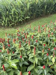 Image result for Costus