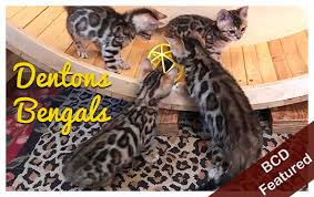 Our breeding program concentrates on rosetted patterned bengal cats that are healthy and exhibit the active, fun behavior of the bengal. Silver Bengals The Bengal Cat Directory Resource For Bengal Cats Kittens And Information