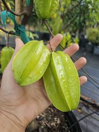 Image result for Averrhoa carambola