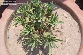 Image result for Euphorbia maleolens