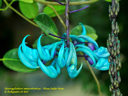 Image result for Strongylodon macrobotrys