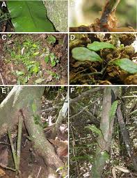 Image result for Elaphoglossum lancifolium
