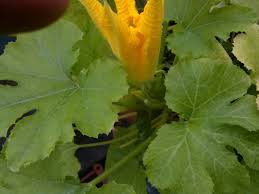 Maybe you would like to learn more about one of these? Zucchini Turning Yellow And Rotting Growing Guides