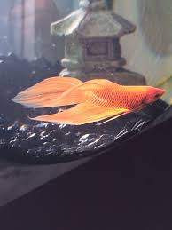 Orange Veil Tail Betta Betta Fish Beta Fish Tank Betta