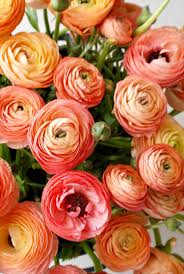 Coral Ranunculus Ranunculus Flowers Ranunculus Garden Beautiful Flowers