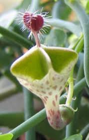 Image result for Ceropegia haygarthii