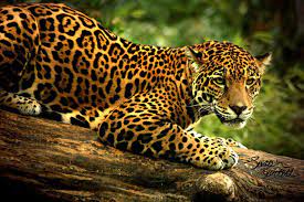They have a large, broad head with jaws so strong that they are said to have the most powerful bite of all the world's cats. Jaguares Wallpapers Wallpaper Cave