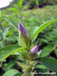 Image result for Barleria setosa