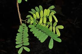 Image result for Abrus fruticulosus