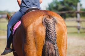 🌸b u y t o o l. Four Horse Mane And Tail Braiding Techniques You Can Do Yourself Equi Spa