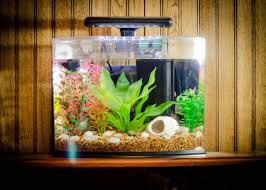 Small Fish Aquarium Ideas Fish Aquarium Decorations Fish Tank Decorations Fish Tank Design