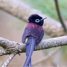 Birds That Start With Bu Macro World Of Creatures On Instagram Admin By Elxanmacro Photo By Masato Hokota Animals Pretty Birds Beautiful Birds