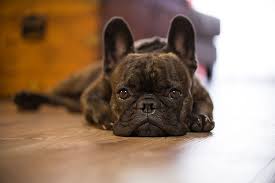 Sequim animal hospital cares for large and small animals in sequim, wa, and the north olympic peninsula. Personalized Veterinary Surgery In Seguin Tx Pet S Choice