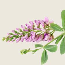 Image result for Astragalus