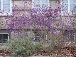 Image result for Callicarpa
