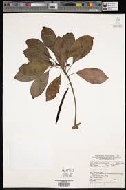 Image result for Cassipourea fanshawei