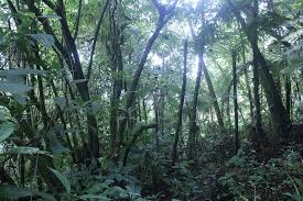 Image result for Andropogon amethystinus