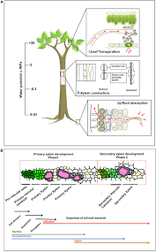 The xylem and the phloem make up the vascular tissue of plants and transports water, sugars and other important substances to leaves, stems and roots. Frontiers Physiological And Genomic Basis Of Mechanical Functional Trade Off In Plant Vasculature Plant Science