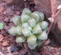 Image result for Anacampseros subnuda