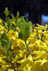 Yellow flowering bushes offer a cheerful splash of color to any outdoor space. Forsythia Shrub For Sale 9 99 Yellow Flowering Shrubs