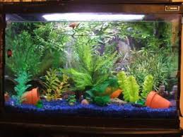 Betta Owners Need Tank Ideas Betta Fish Gallery Betta Fish