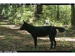 The dingo is an australian wild canid or member of the dog family in its own right, separate from dogs and the dingo has been known as australia's native dog since the arrival of westerners more than. A Wild Dog S Diet In Peri Urban Australia Not What You Expect Landcare Australia Landcare Australia
