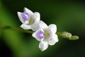 Flowers Flowers Photo Essay Plants