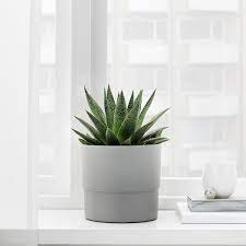 Decora la tua casa abbinando piante e portavasi adatti al tuo stile. Nypon Portavasi Da Interno Esterno Grigio 15 Cm Ikea It