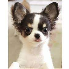 The Puppy Town On Instagram Photo By Chitchi And Monmo Tag Your Pics With Puppypalace Cute Dogs Cute Cats And Dogs Dog Breeds
