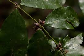 Image result for Cremaspora triflora